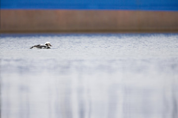 A long-tailed duck (Clangula hyemalis) swimming and foraging in the harbour of Hundested Denmark.