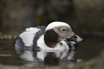 A long-tailed duck (Clangula hyemalis) swimming and foraging in front of the rocks of the harbour in Hundested Denmark.