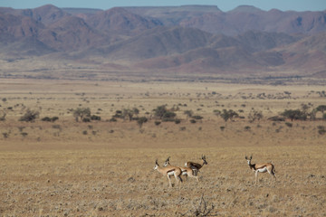 Fototapeta na wymiar antelope in the savanna in africa