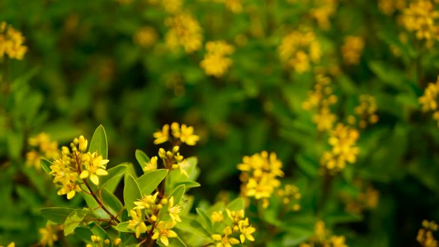Spring field of small yellow flowers of Galphimia. Evergreen shrub of star-shaped Golden Thryallis glauca. Ornamental bloom in natural sunlight of Gold Shower. Summer meadow background, soft focus.