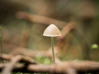 mushroom