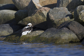 A long-tailed duck (Clangula hyemalis) resting on the rocks in the harbour of Hundested Denmark.