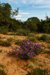 Purple Flowers growing in a big bunch