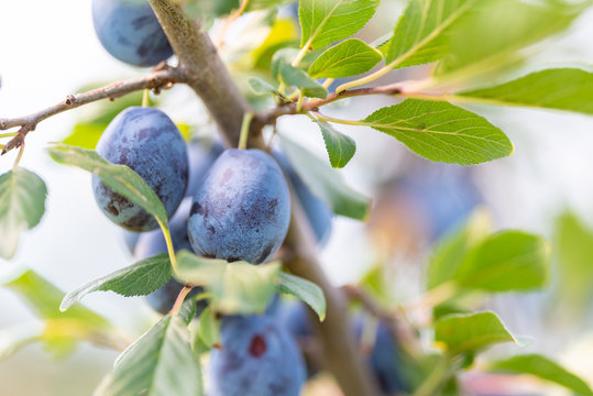 Bio Zwetschgen, Zwetschgenbaum am Bodensee 