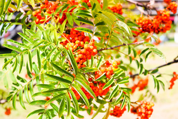 Green leaves of a tree with berries, rowan fruit, summer tree. Natural treats. The rays of the sun...