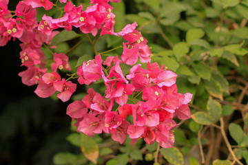 pink, petal, beautiful, closeup, blossoming, leaves, flora