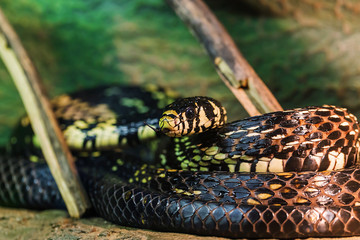 Black snake with yellow spots