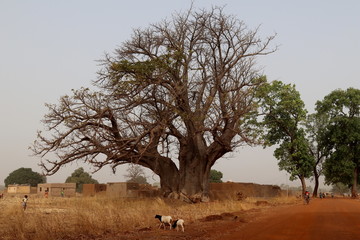 Baobab au bord de la route