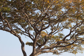 Fototapeta na wymiar Afrikanischer Baum