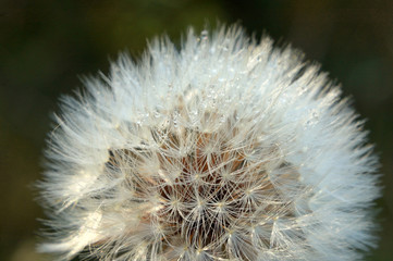 Dandelion with droplets of dew shallow depth of field