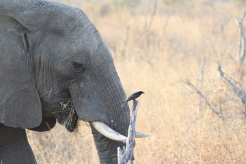 Elefant 
