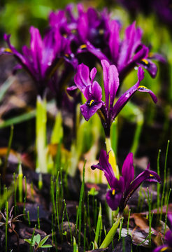 Iridodictyum (iris reticulata) on flower bed
