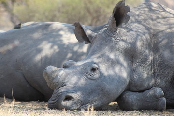 nashorn