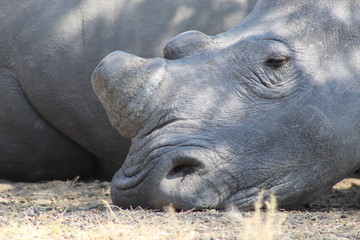 Obraz premium Nashorn