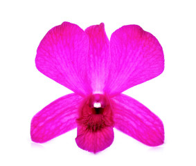 Purple Orchid on white background