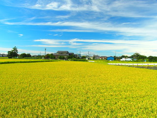 近郊の豊作の黄金色の田甫と青空風景