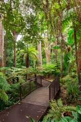 Fern Gully in the Royal Botanic Gardens of Melbourne