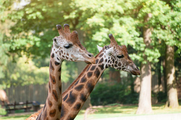 Close-up of a two giraffes on green trees background