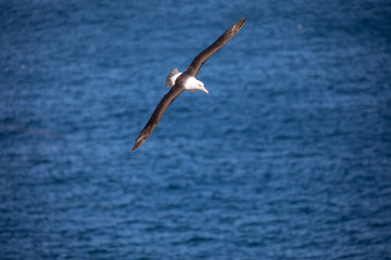 Fototapeta na wymiar seagull in the sun in antarctica gull