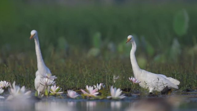 Flock of birds in lotus flower pond 