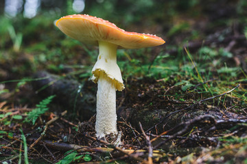 wild mushroom in the forest