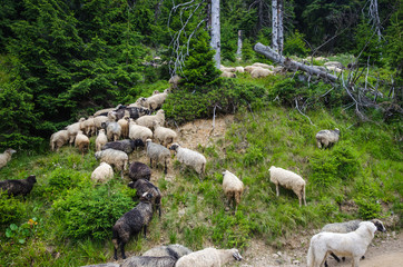 flock of sheep in pasture