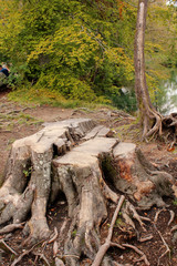Big stump in a forest
