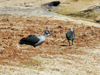 A South African Hadeda Ibis