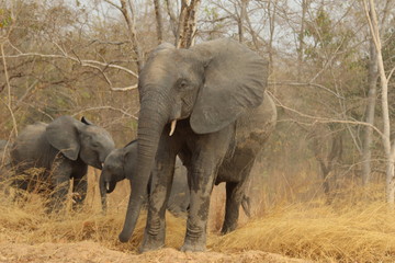 Fototapeta premium rencontre avec les éléphants