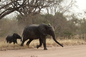 Eléphants : mère et enfant