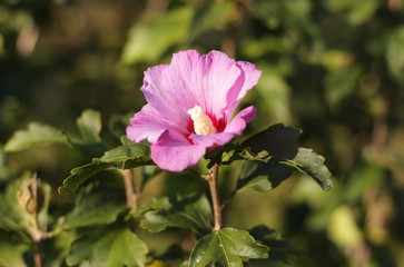 Pink hibiscus flower