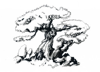 Bonsai tree, drawing.