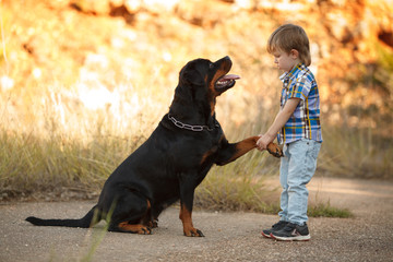 big dog breed Rottweiler gives a paw to a little boy