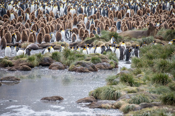 penguin in the arctic