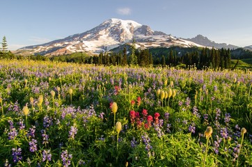 Wildflowers in Summer at Mount Rainier - 223539883