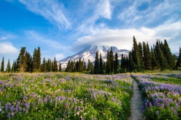 Trail through a Wildflower Meadow at Mount Rainier - 223540016