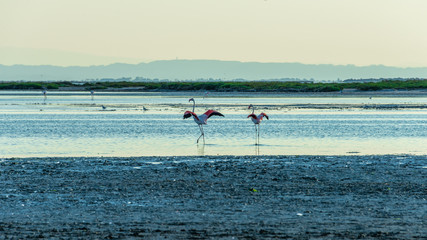 Flamingos in der Camargue 