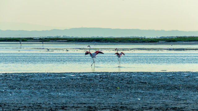 Flamingos in der Camargue 