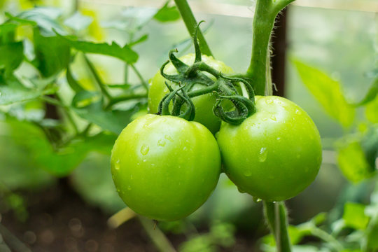 Picture of green tomatoes on stem in hothouse with water drops