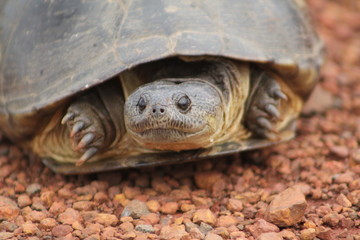 turtle portret
