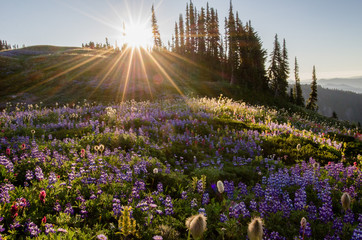 Mount Rainier Wildflowers in Summer
