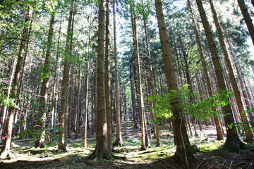 Beautiful Forest in Summer