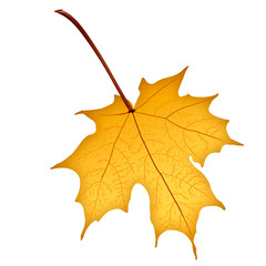 Autumn yellow maple leaf on white background. Illustration of autumn leaf.