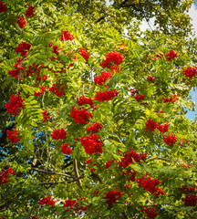 Autumn concept. Rowan on a branch. Red rowan. Rowan berries on rowan tree. Sorbus aucuparia.