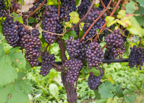 Pinot Grigio grape variety. Pinot Grigio is a white wine grape variety that is made from grapes with grayish, white red, and or purple skins. Trentino Alto Adige, Italy. Guyot Vine Training System