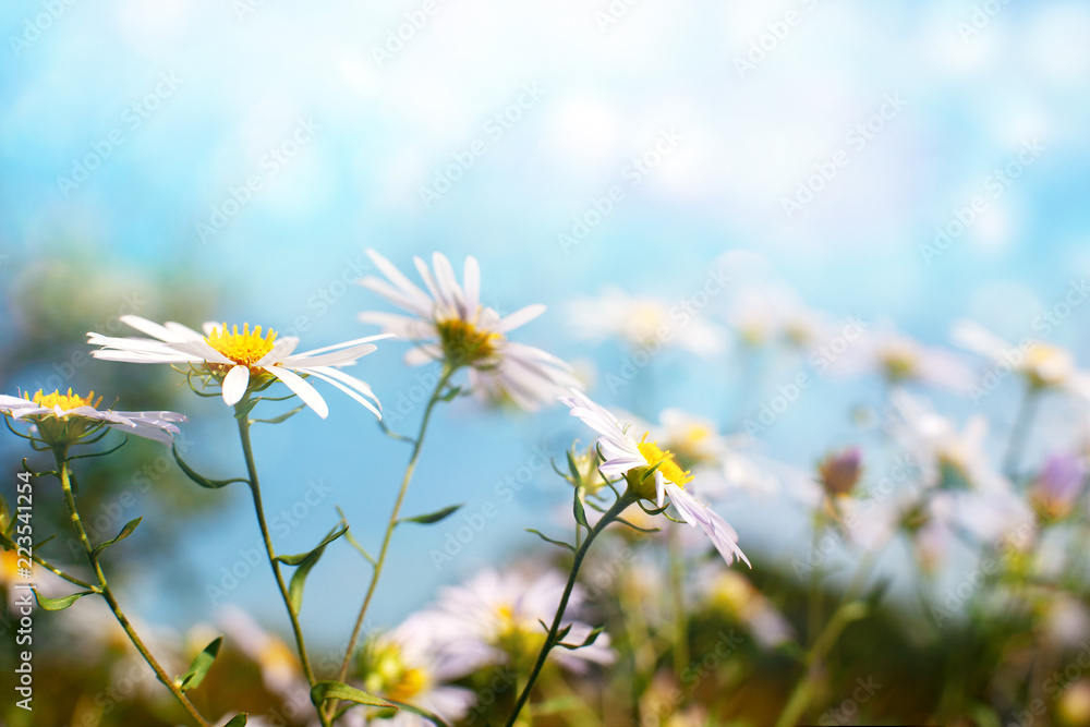 Wall mural chamomiles in the morning blue light. macro. camomile flowers on a summer meadow surrounded by soft 