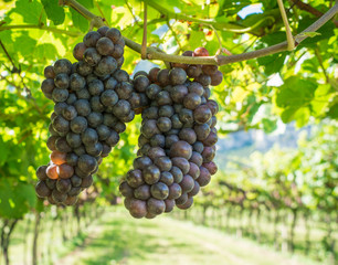 Pinot Grigio grape variety. Pinot Grigio is a white wine grape variety that is made from grapes with grayish, white red, and or purple skins. Trentino Alto Adige, Italy. Guyot Vine Training System