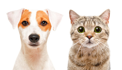 Portrait of cute young dog Jack Russell Terrier and cat Scottish Straight, isolated on white background