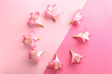 Frame made of beautiful blooming flowers on color background