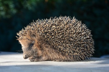 Igel sitzt in der Sonne auf Holztisch vor dunkel grünem Natur Hintergrund